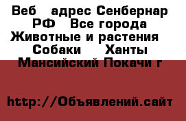 Веб – адрес Сенбернар.РФ - Все города Животные и растения » Собаки   . Ханты-Мансийский,Покачи г.